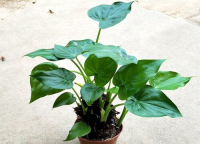 滴水观音花有毒吗 滴水观音花是否有毒