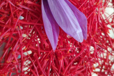 藏红花泡水喝的功效 藏红花可以泡水喝吗