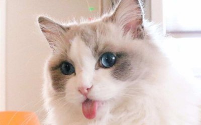 最漂亮的猫是什么品种 十种好看又高颜值喵咪排名介绍