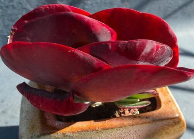 肉植物会不会被冻死 多肉植物冬天在室外会冻死吗