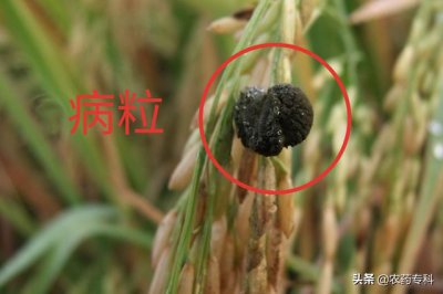 水稻稻曲病发病症状及防治方法 稻曲病怎么让它不蔓延