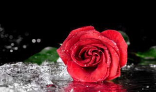 干花保存时间长还是鲜花 一般干花能保存多久