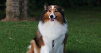 喜乐蒂为什么养的人少 养喜乐蒂牧羊犬的优缺点盘点