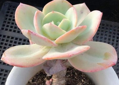 冬天种多肉要修根吗 冬天发回来的多肉需要剪根吗