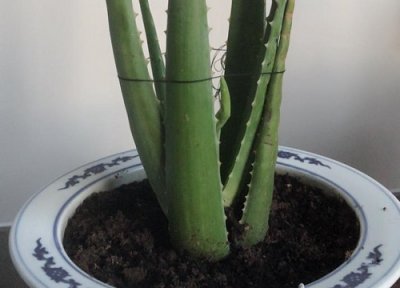 芦荟一盆种几棵 芦荟一盆种几株最好