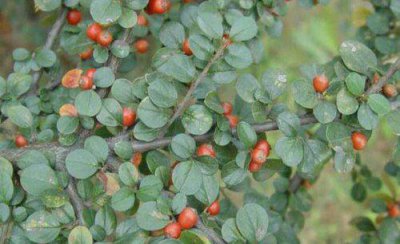 荀子下山老桩怎样栽培能养活 荀子盆景怎么养护容易成活