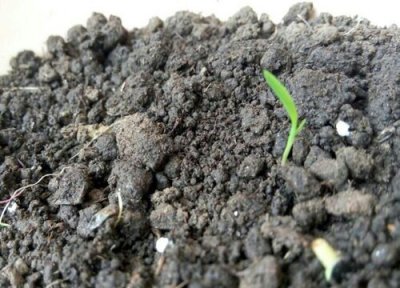 草莓发芽环境 草莓怎么发芽快