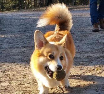 为什么柯基要断尾而其他狗不需要 家里养柯基断尾是好是坏