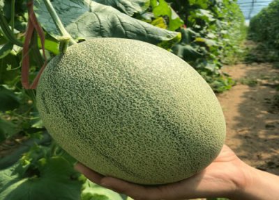 伽师瓜简介 伽师瓜和哈密瓜的区别