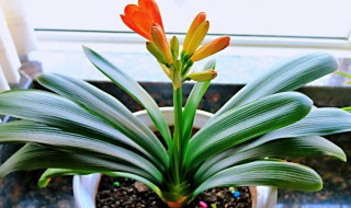 君子兰的寓意及用途 君子兰有哪些含义