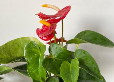 红掌花适合在室内养吗 有毒吗 对人身体有害吗