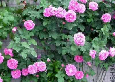 藤本月季品种 藤本月季哪个品种好