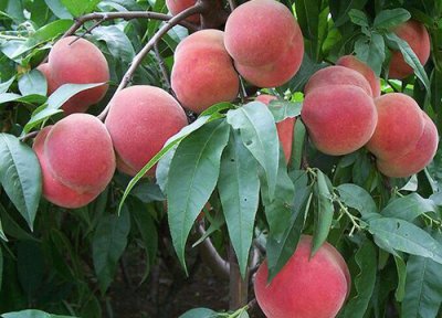 桃树几月份种植最好 什么时候栽植最好