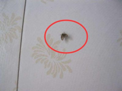 厕所的蛆虫老往上爬怎么解决 卫生间老是有虫子如何处理