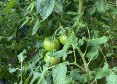 造成西红柿出现畸形果的原因 番茄出现畸形果主要防治对策