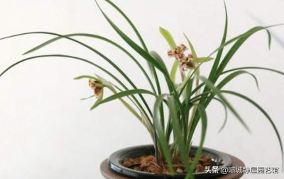 兰花总是烂根空根是什么原因造成的 四大招避免兰花烂根