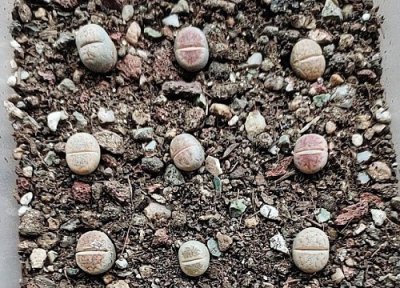 生石花播种适合时间 生石花什么时候播种好