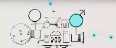 蚊子绝育计划有效吗 给蚊子动手术绝育效果怎么样