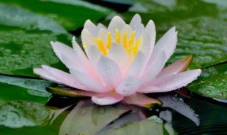 睡莲怎么养才长得好 睡莲可以怎么养