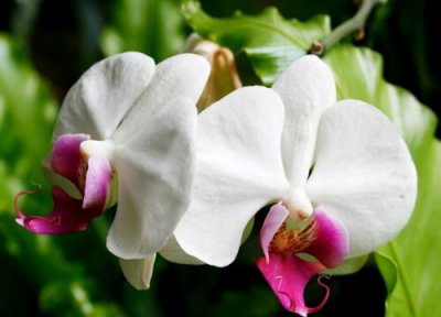 新买蝴蝶兰怎样养才旺 蝴蝶兰怎样养殖才能旺盛