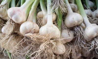 春天种大蒜的方法和时间 春种大蒜的播种最佳时间