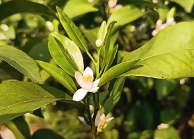 桔子树什么时候开花 几月份开花结果