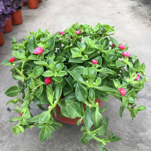 死不了花的学名叫什么