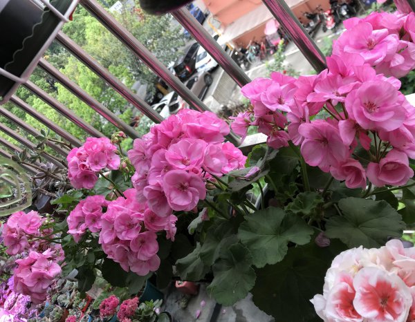 死不了花的学名叫什么