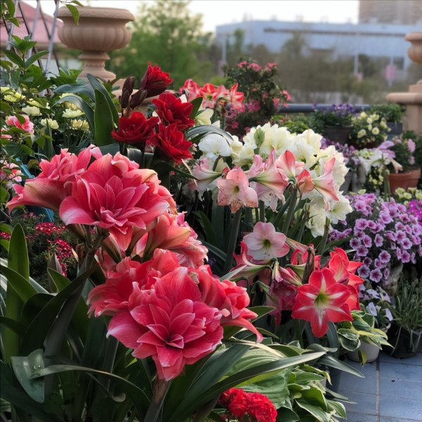 死不了花的学名叫什么