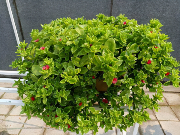 死不了花的学名叫什么