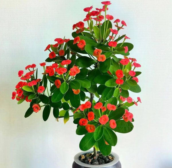 死不了花的学名叫什么