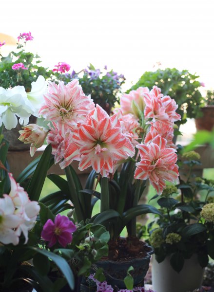 死不了花的学名叫什么