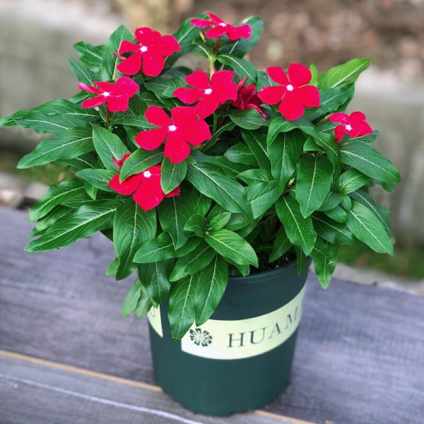 死不了花的学名叫什么