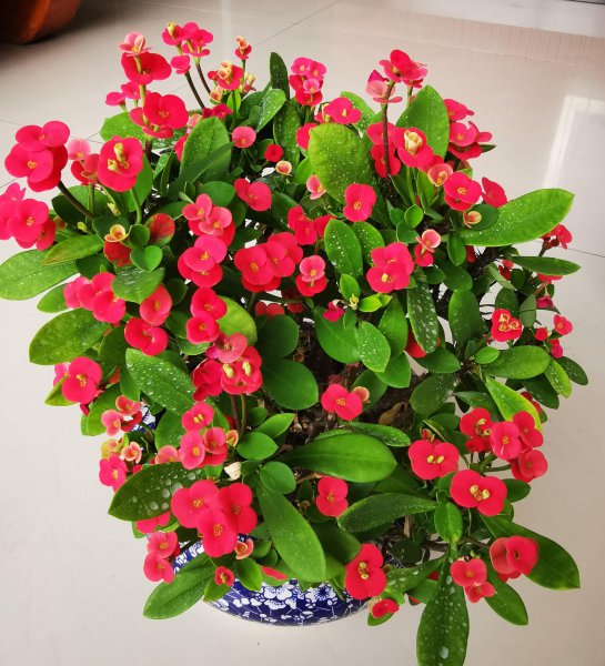 死不了花的学名叫什么