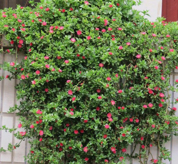 死不了花的学名叫什么