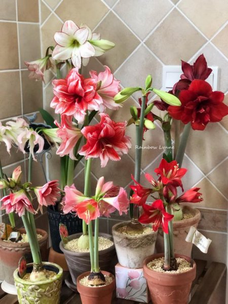 死不了花的学名叫什么