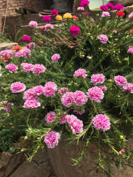 死不了花的学名叫什么