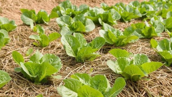 小白菜什么时候种最合适