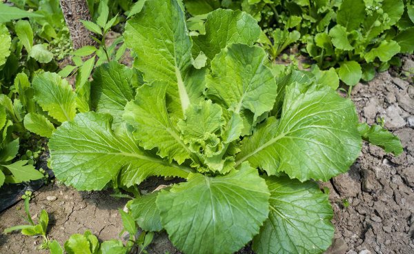 小白菜什么时候种最合适