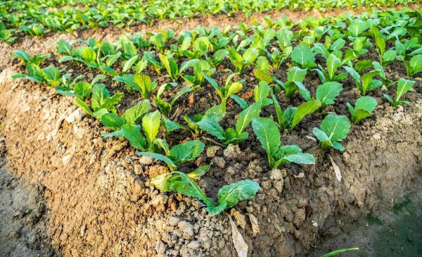 小白菜什么时候种最合适