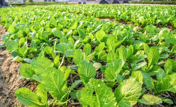 小白菜什么时候种最合适