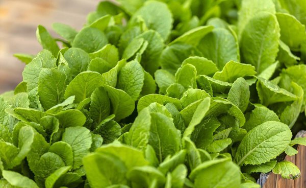 小白菜什么时候种最合适