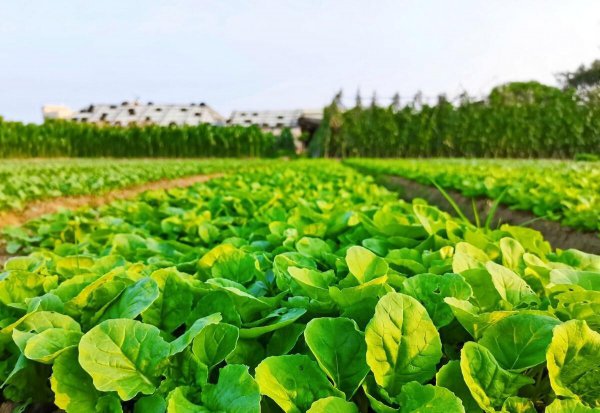 小白菜什么时候种最合适