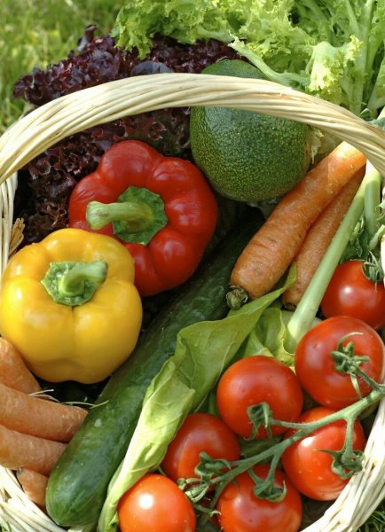 黄瓜种植的场地有何要求