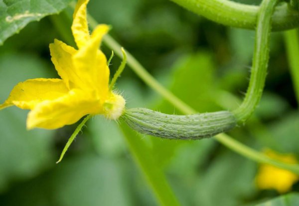 黄瓜种植的场地有何要求