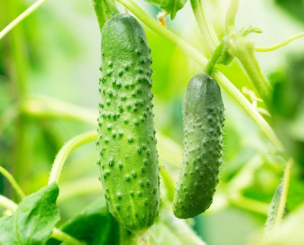 黄瓜种植的场地有何要求