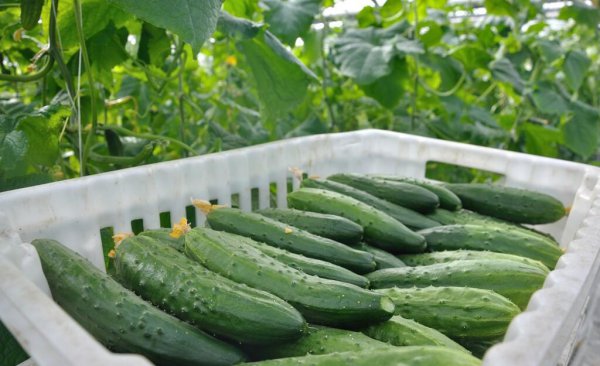 黄瓜种植的场地有何要求