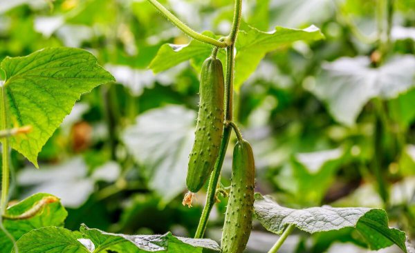 黄瓜种植的场地有何要求
