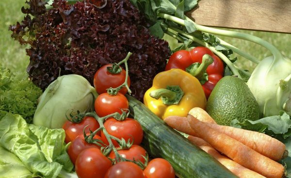 黄瓜种植的场地有何要求