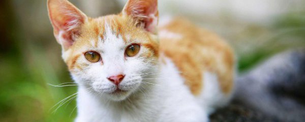 猫耳螨怎么清理